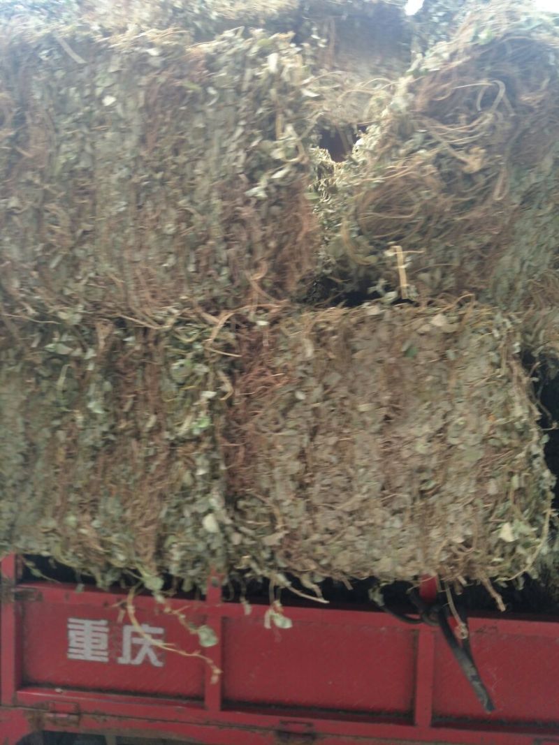 广金钱草