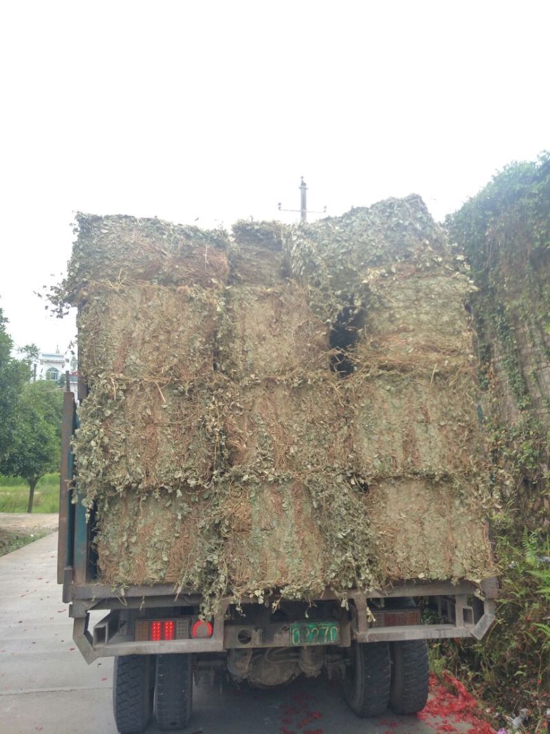 广金钱草