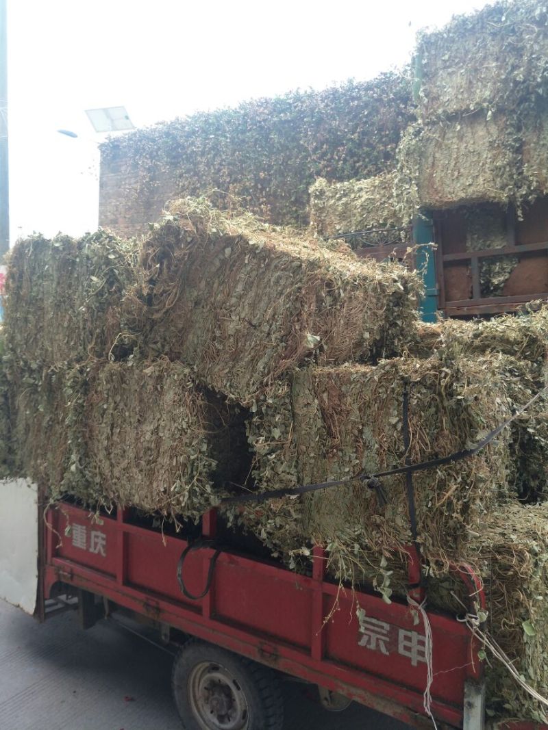 广金钱草