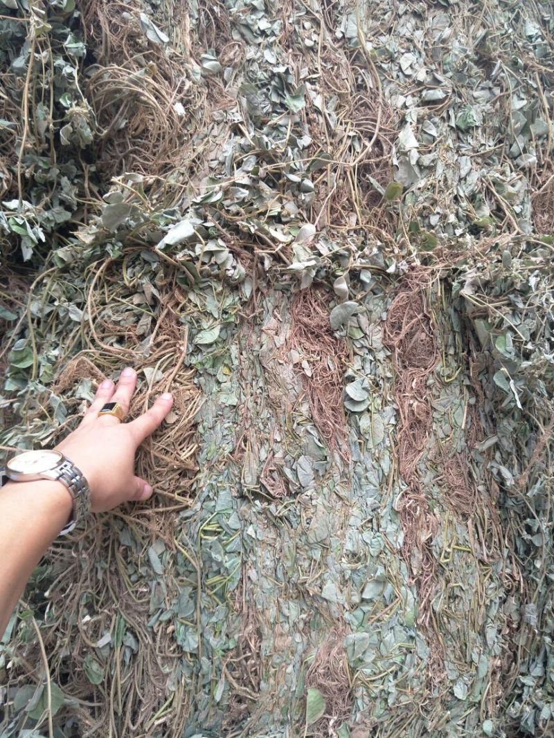 广金钱草
