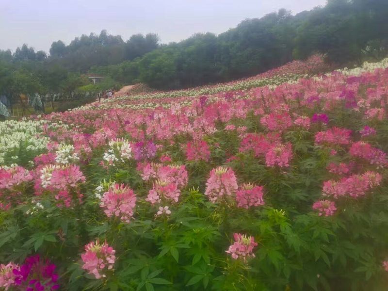 野花组合种子