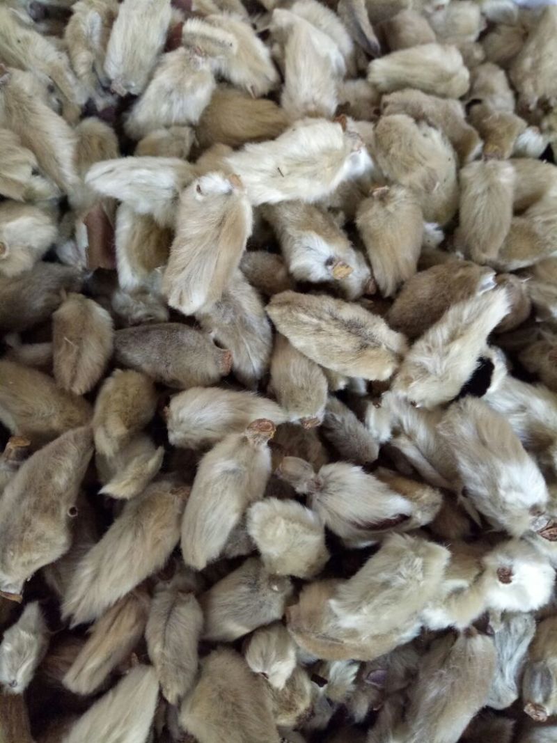 辛夷大花河南干货2斤起包邮量大从优各种规格