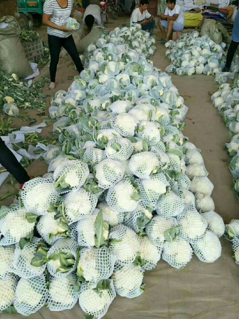 白面青梗松花菜2斤松散米黄