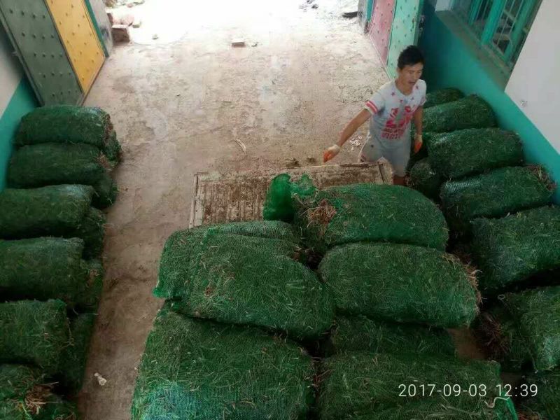 黄花菜种苗袋装一级