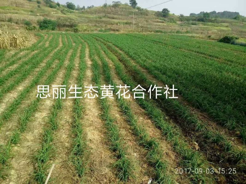 猛子花黄花菜袋装一级