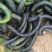 黑皮南瓜3~4斤以上长条形