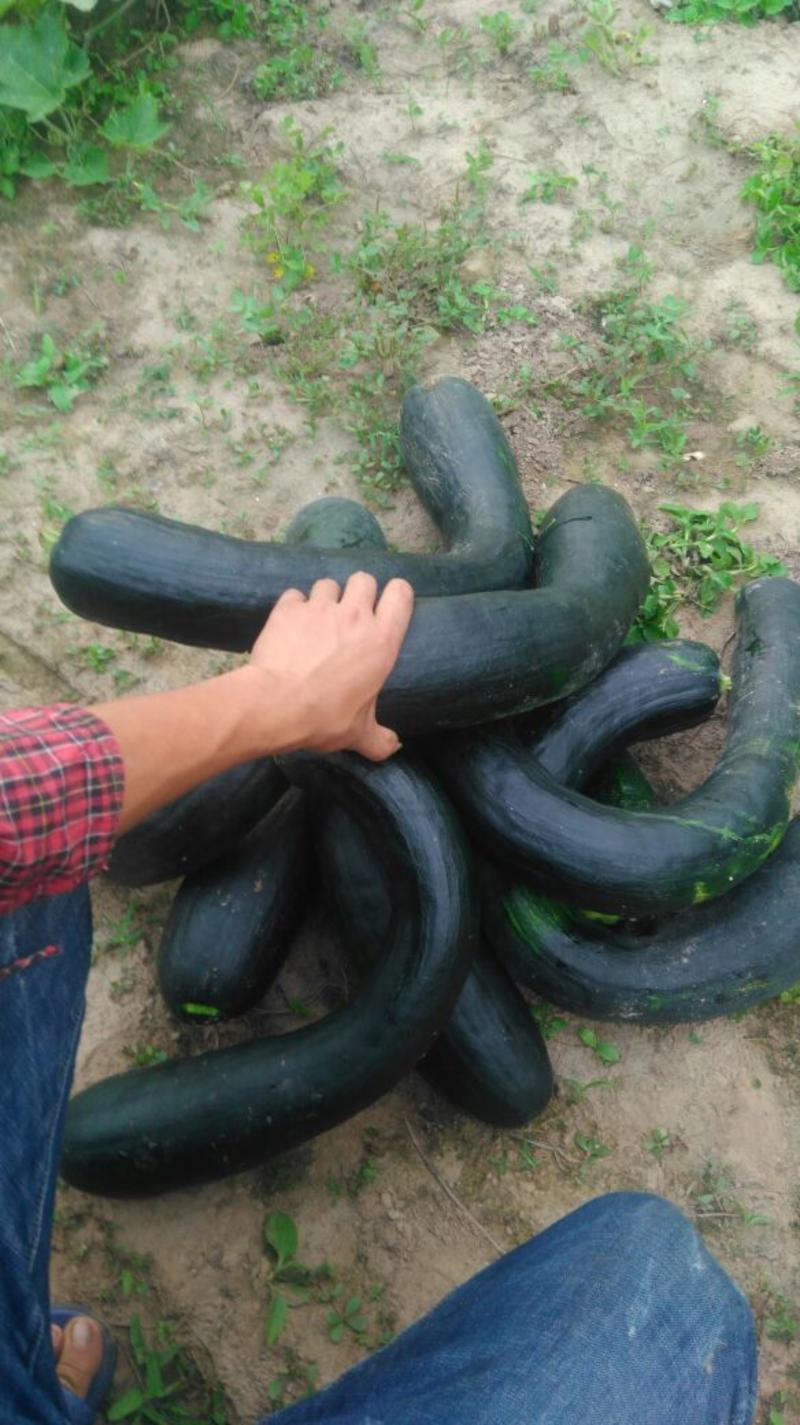 黑皮南瓜3~4斤以上长条形