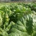 大白菜7斤以上净菜