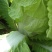 大白菜7斤以上净菜
