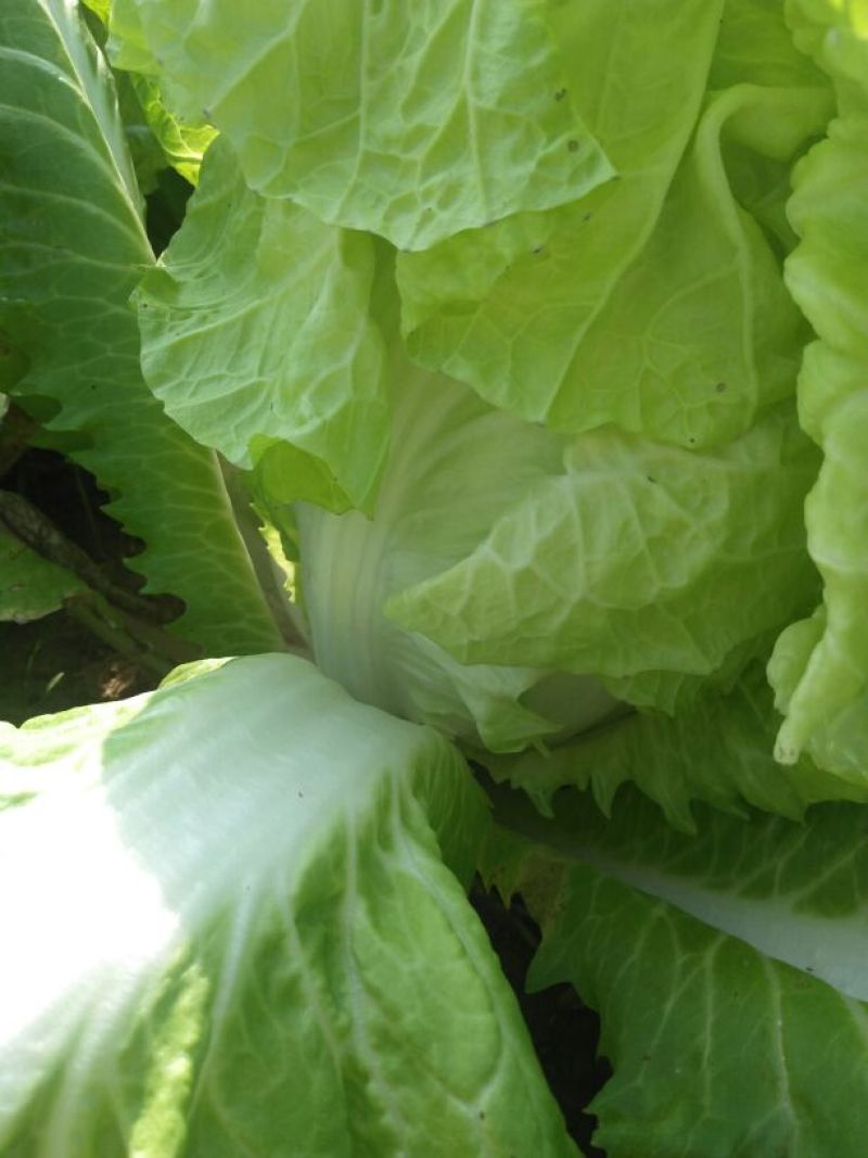 大白菜7斤以上净菜