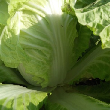 大白菜7斤以上净菜
