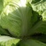 大白菜7斤以上净菜