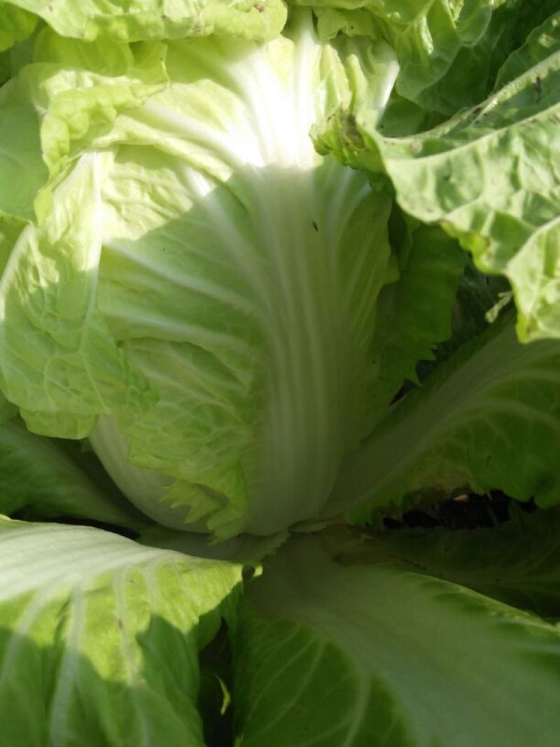 大白菜7斤以上净菜