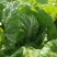 大白菜7斤以上净菜