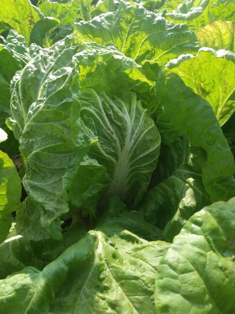 大白菜7斤以上净菜