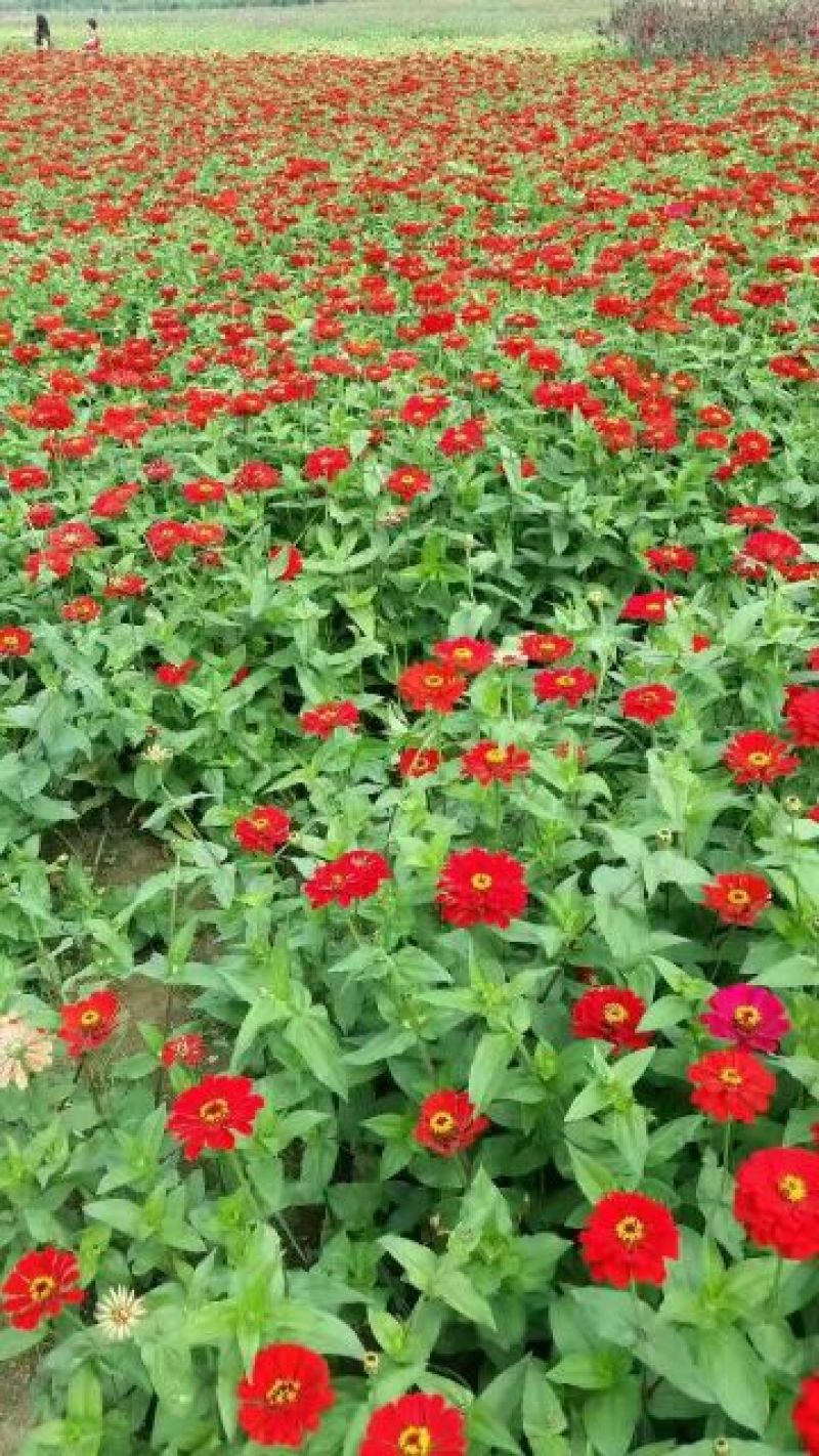 百日草种子百日草种子40天左右