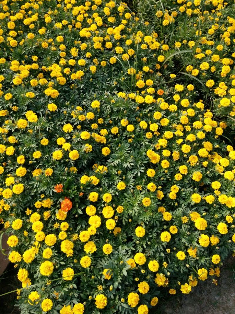 金盏菊