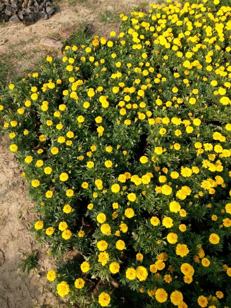 金盏菊