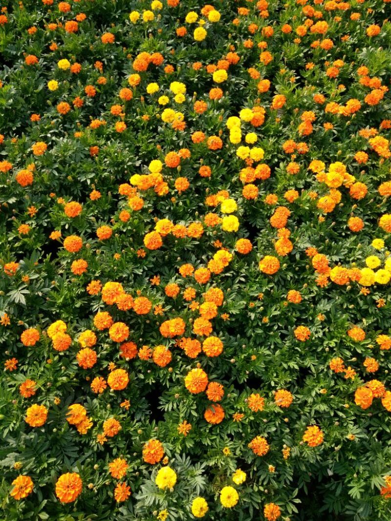 金盏菊