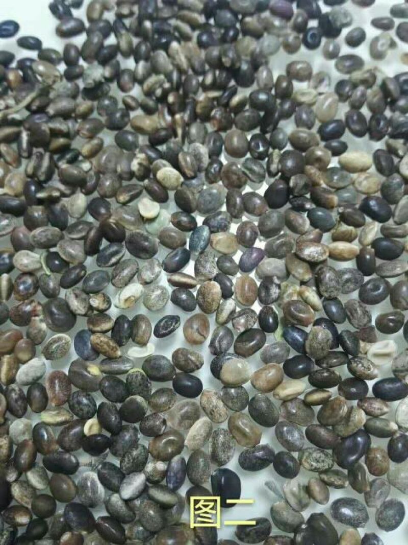 羽扇豆种子