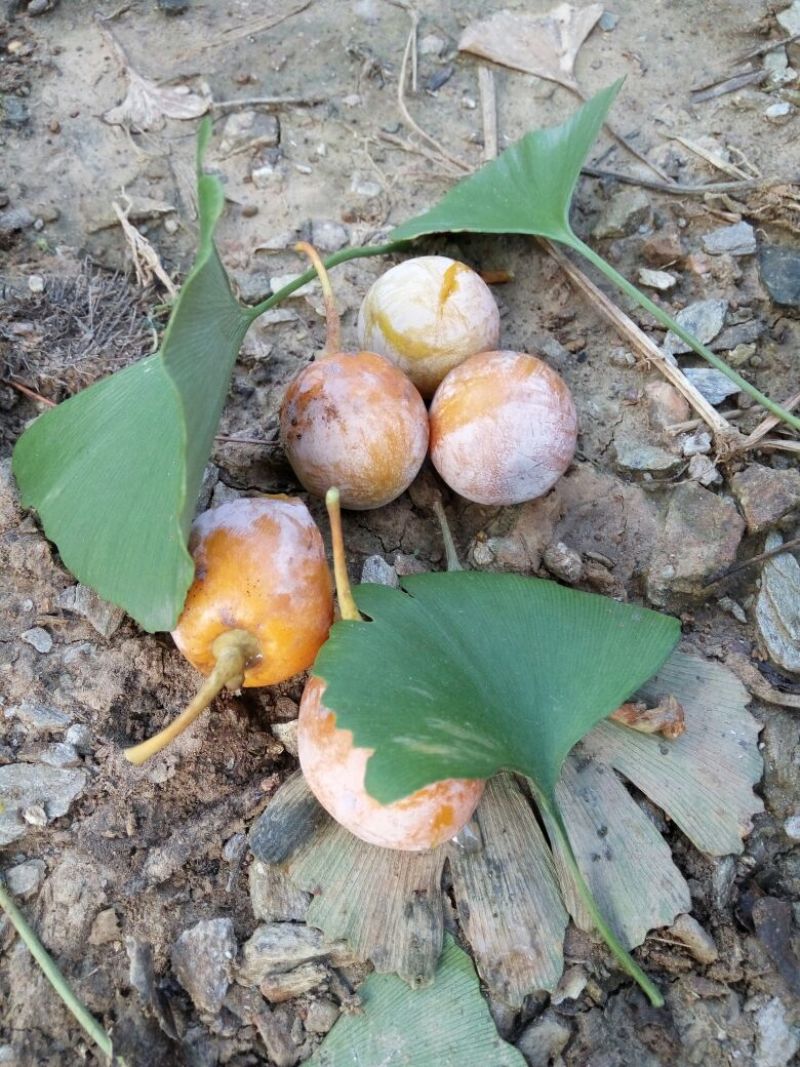 银杏果