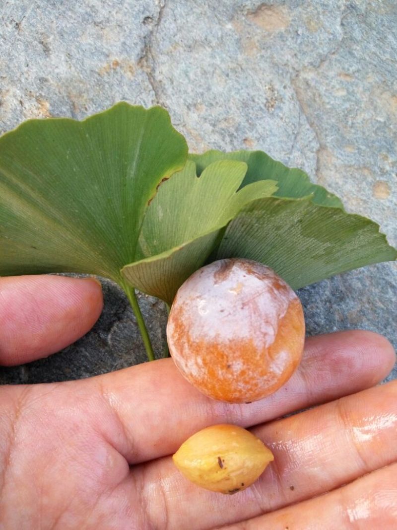 银杏果