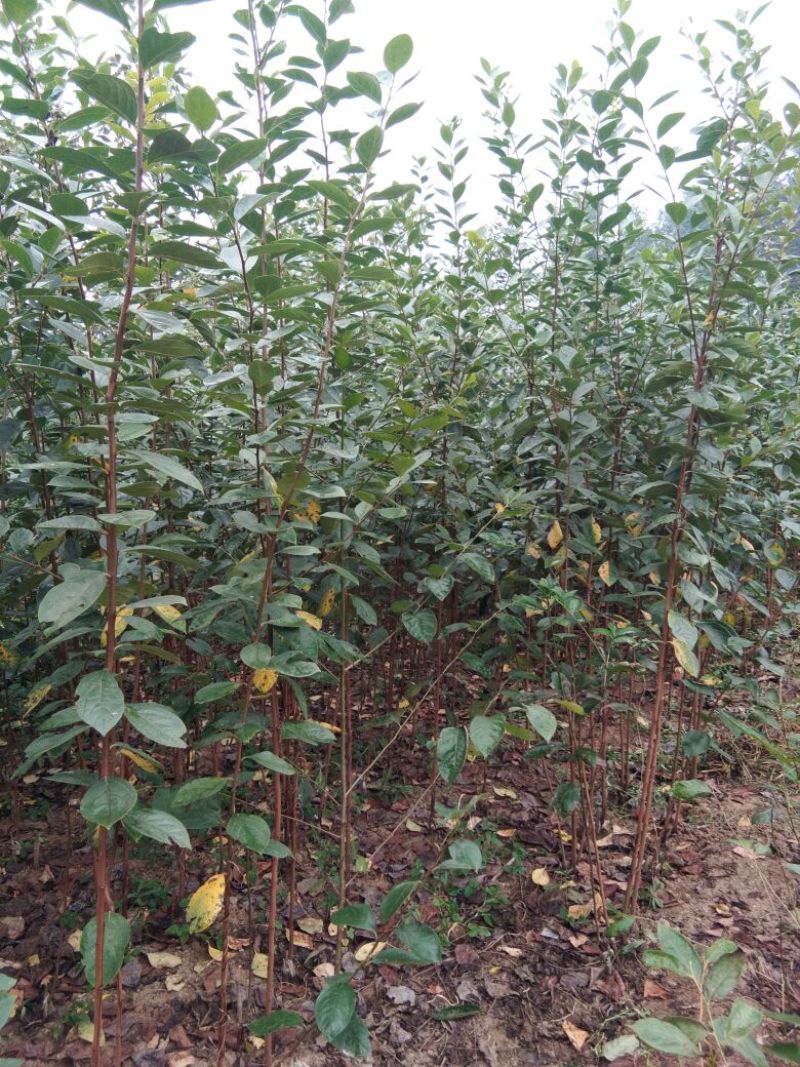 柿子树苗甜柿子树苗金柿子树苗品种2年柿子树苗