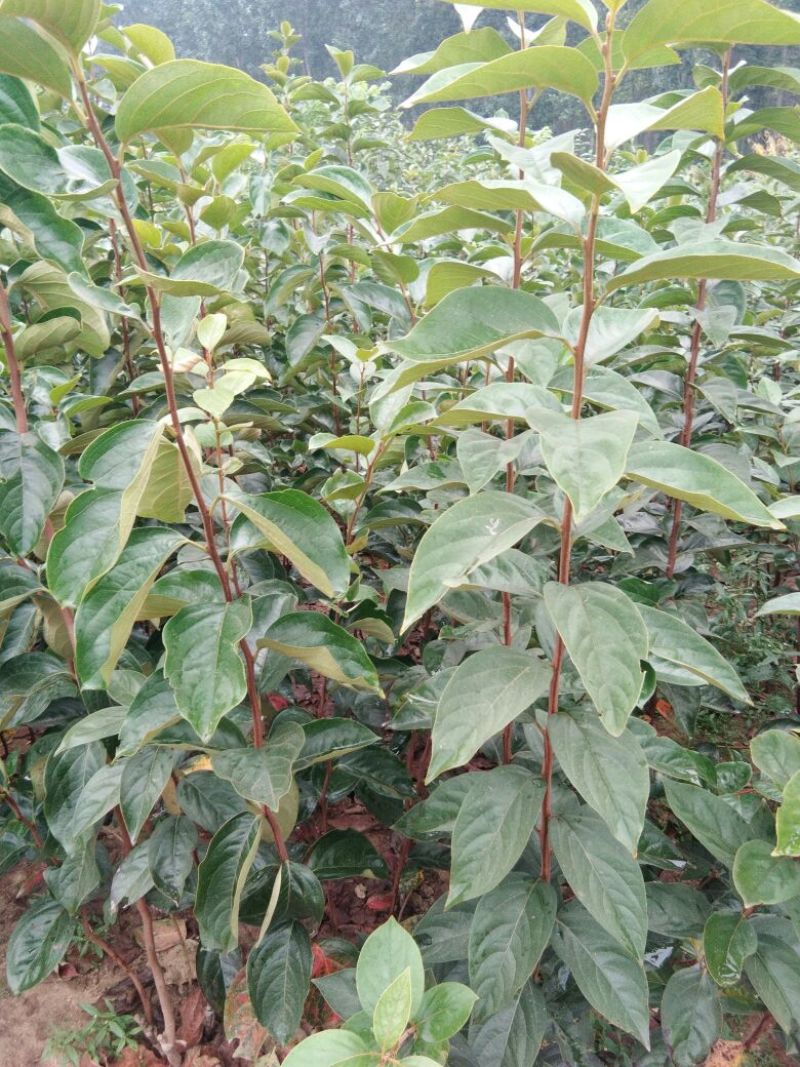 柿子树苗甜柿子树苗金柿子树苗品种2年柿子树苗
