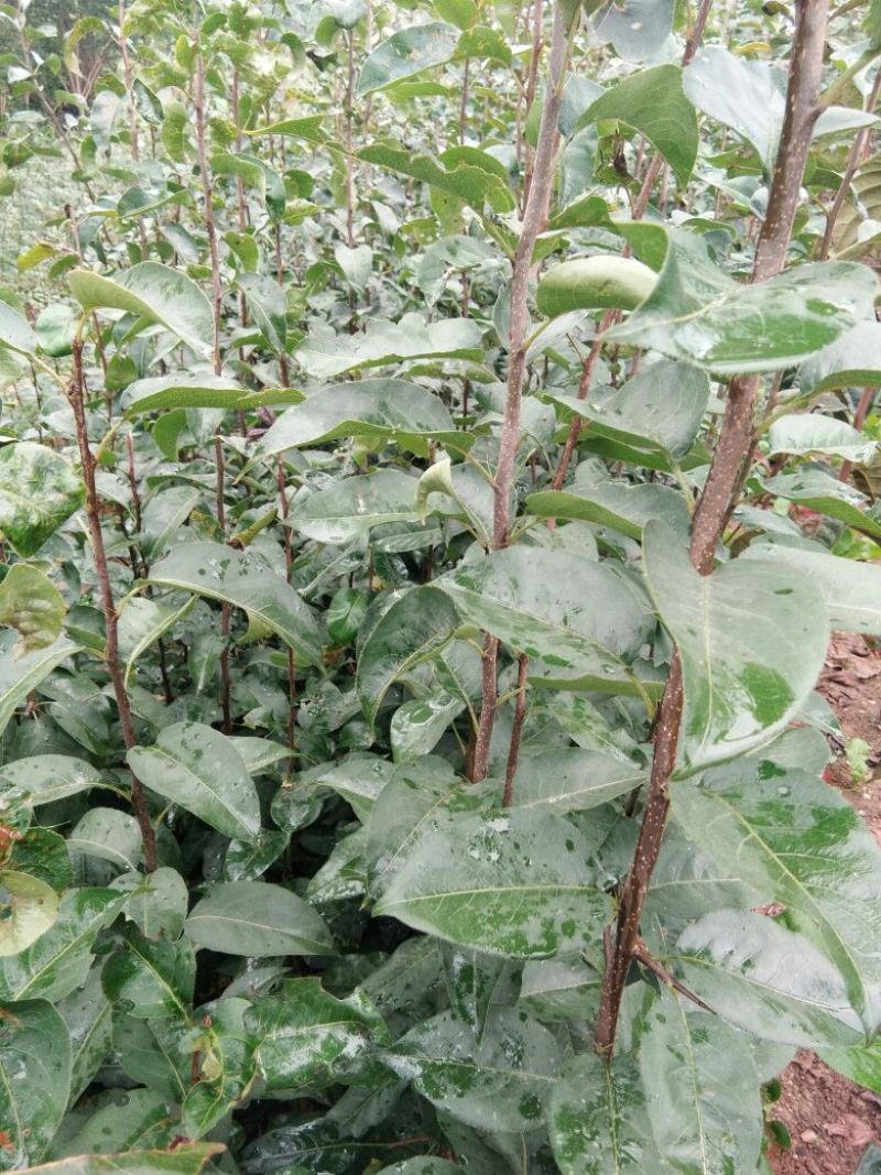 柿子树苗甜柿子树苗金柿子树苗品种2年柿子树苗