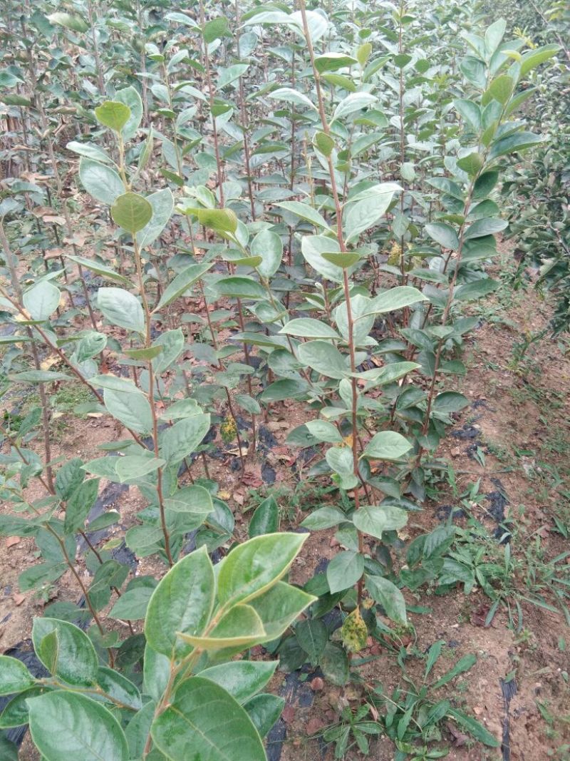 柿子树苗甜柿子树苗金柿子树苗品种2年柿子树苗