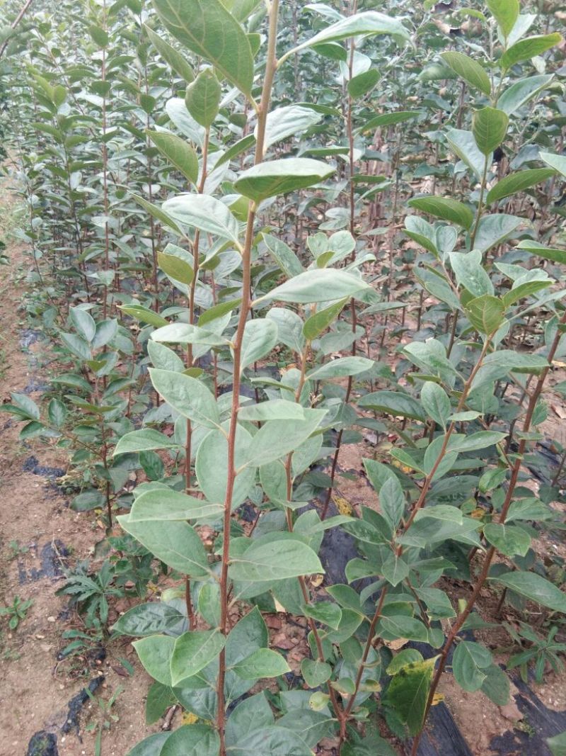 柿子树苗甜柿子树苗金柿子树苗品种2年柿子树苗