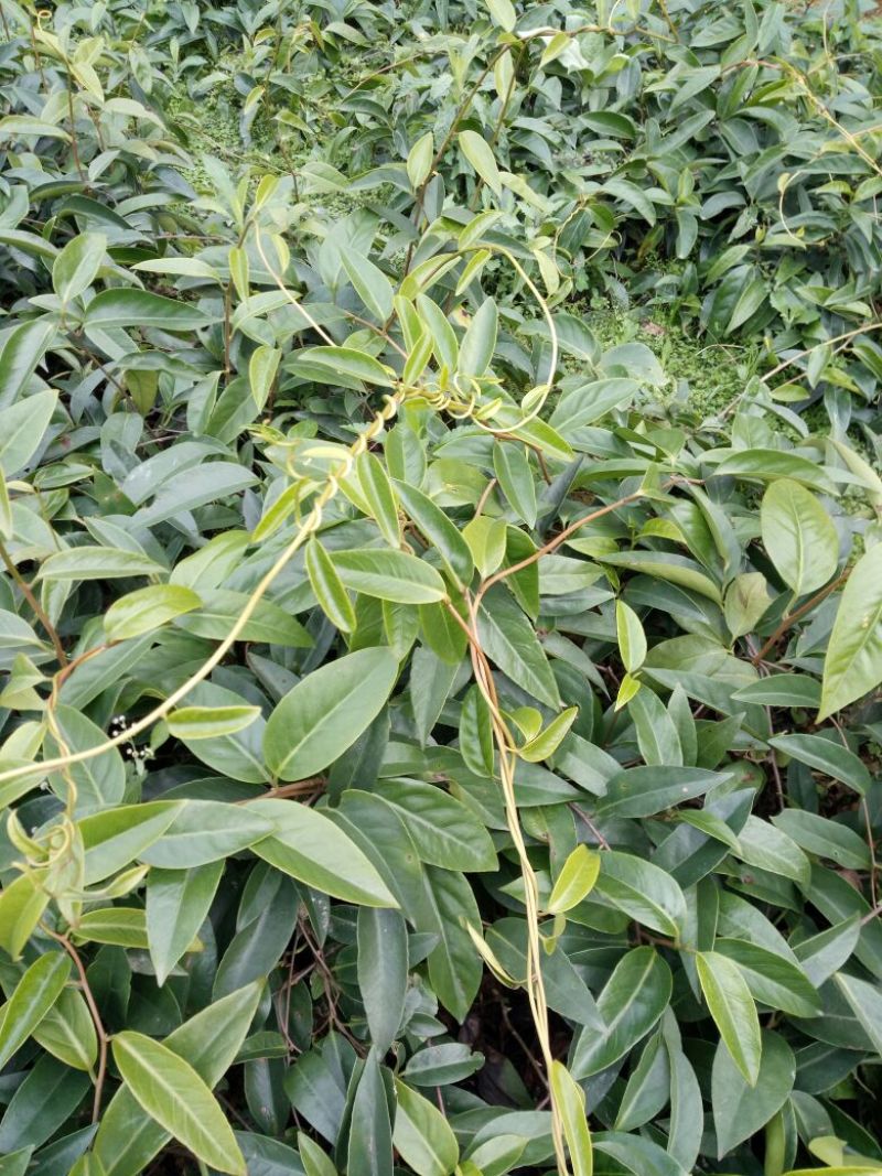布福娜2年苗80~100cm