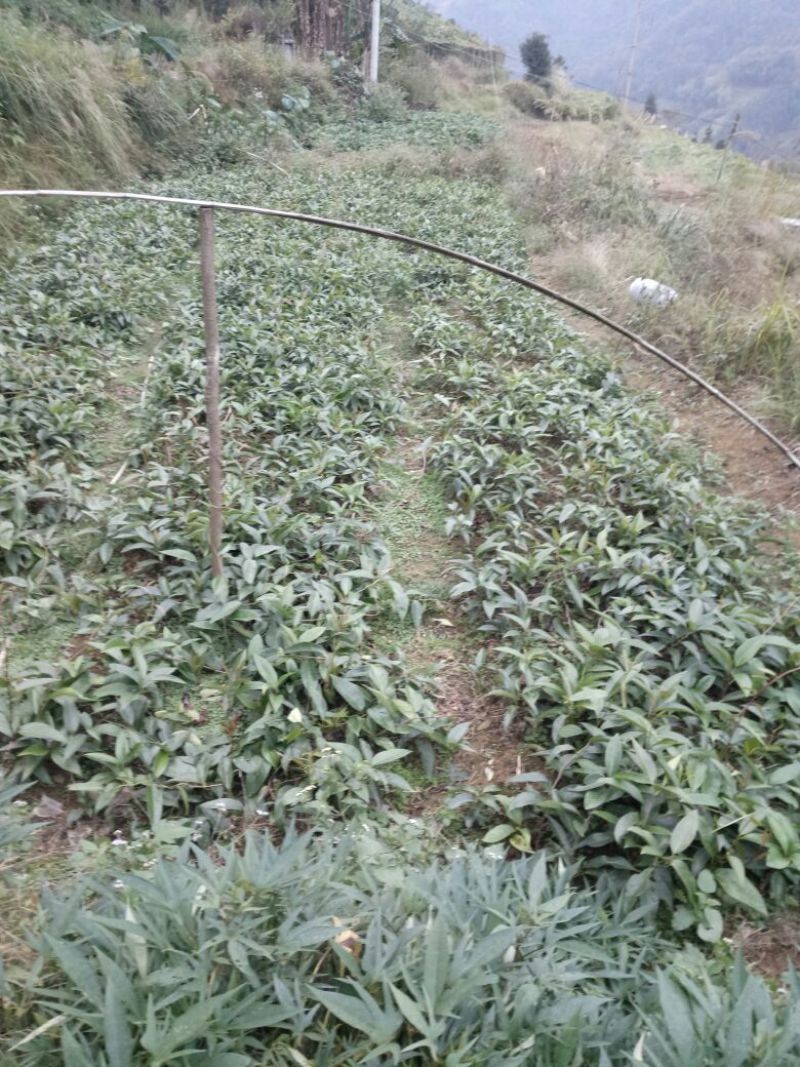 布福娜2年苗80~100cm
