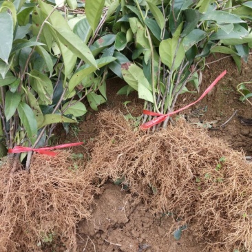 布福娜2年苗80~100cm