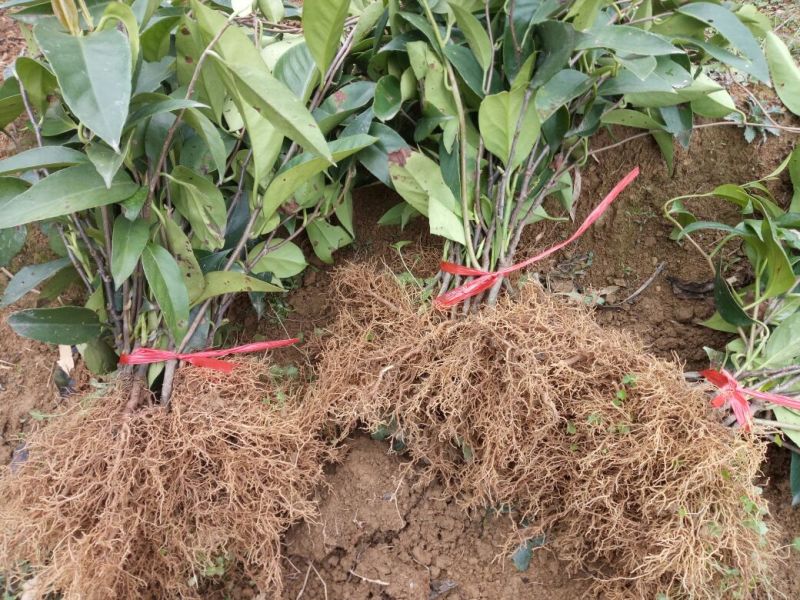 布福娜2年苗80~100cm