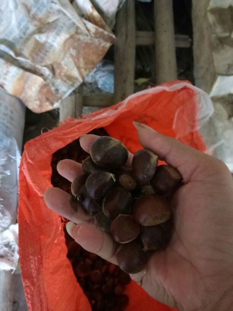野生板栗中栗炒栗种