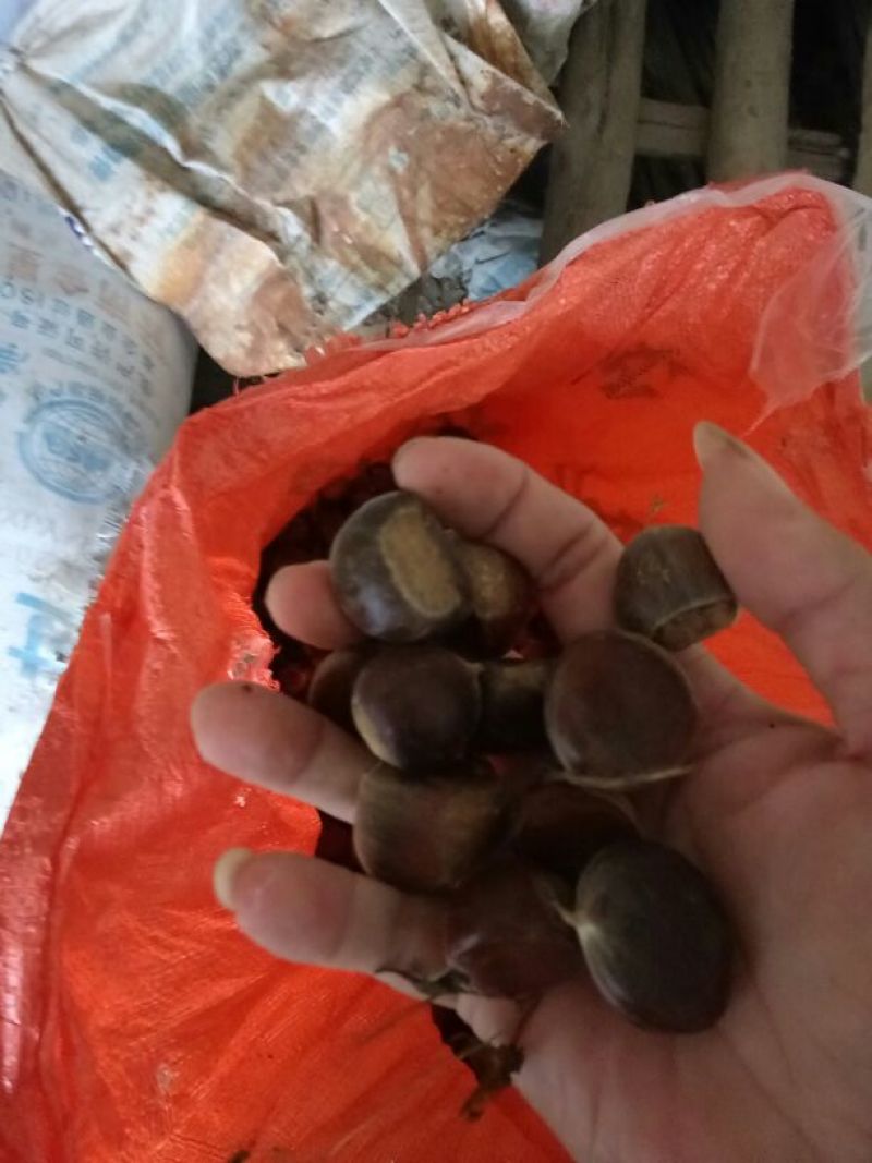野生板栗中栗炒栗种