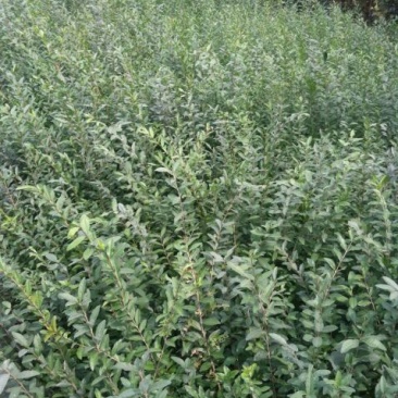 水腊30~50cm