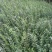 水腊30~50cm