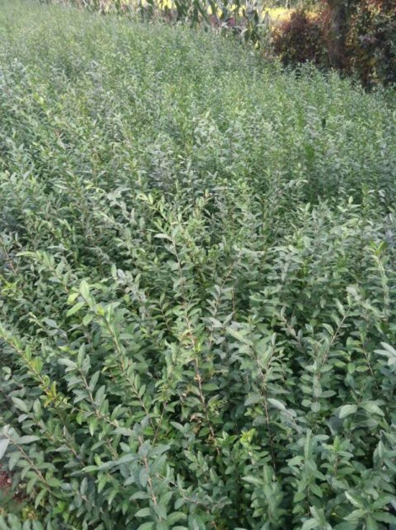 水腊30~50cm