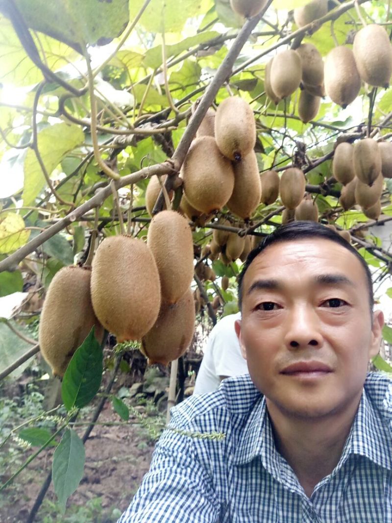 湖南湘西米良1号猕猴桃产地直发可视频看货支持一件代发