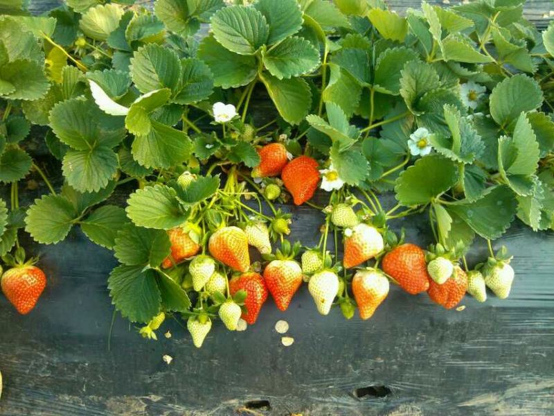 江苏邳州书豪草莓供应批发市场各种品种欢迎欢迎