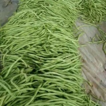 芸豆20cm以上精品无丝豆