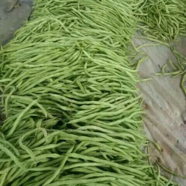 芸豆20cm以上精品无丝豆