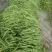 芸豆20cm以上精品无丝豆