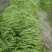 芸豆20cm以上精品无丝豆