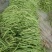 芸豆20cm以上精品无丝豆