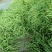 芸豆20cm以上精品无丝豆