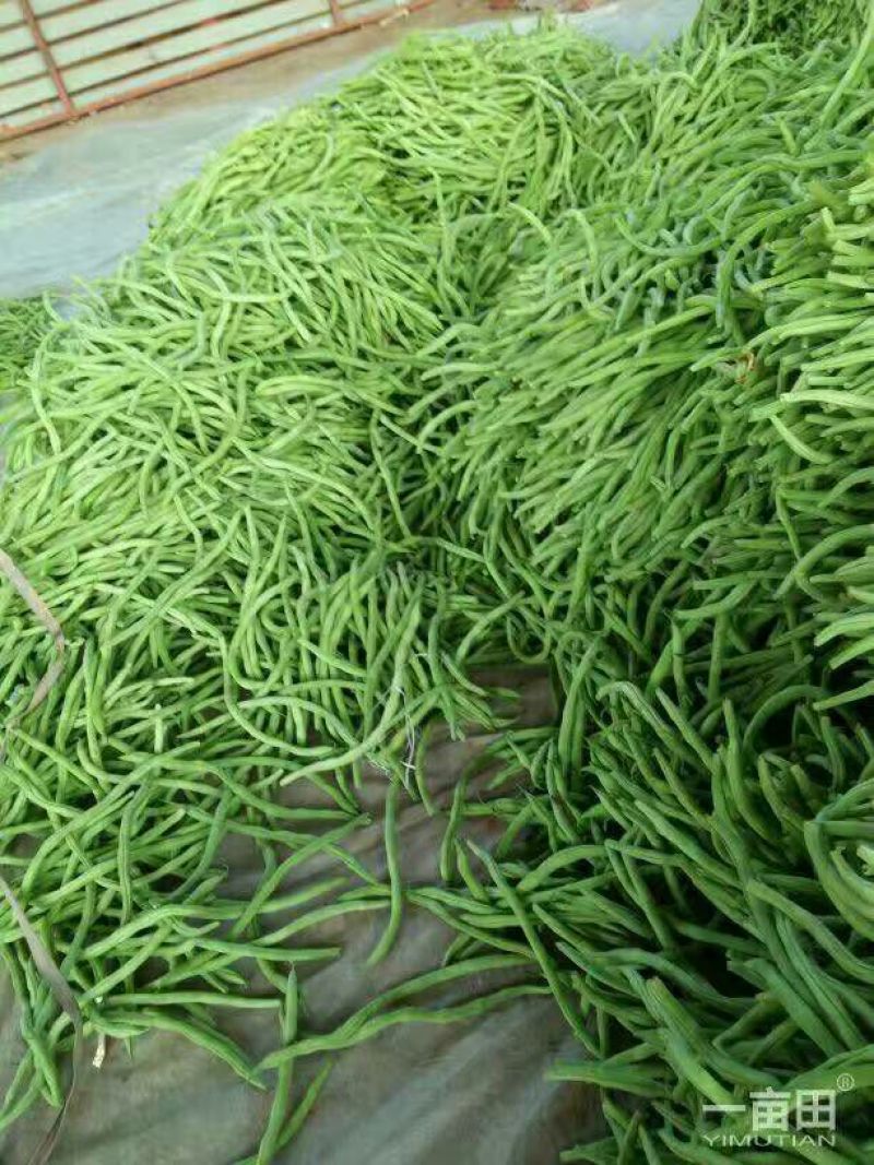 芸豆20cm以上精品无丝豆