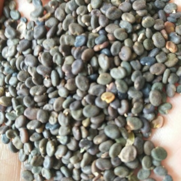 纯新棉黄芪种子发芽率90%以上